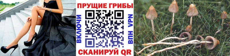 как найти   Облучье  Галлюциногенные грибы Cubensis 
